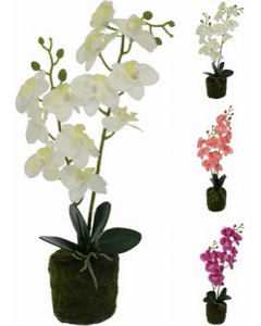 40 cm. Orchid Flower (Each)