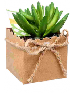 Succulent Plant (Each)