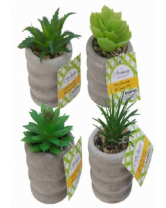 Succulent (Each)