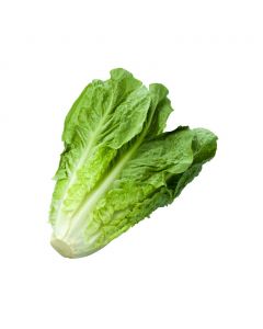 Romaine Lettuce 1 kg / 2.2 lb