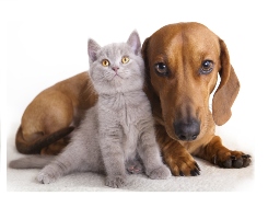 Pets